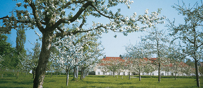 Bild: Blühende Obstbäume im Nutzgarten