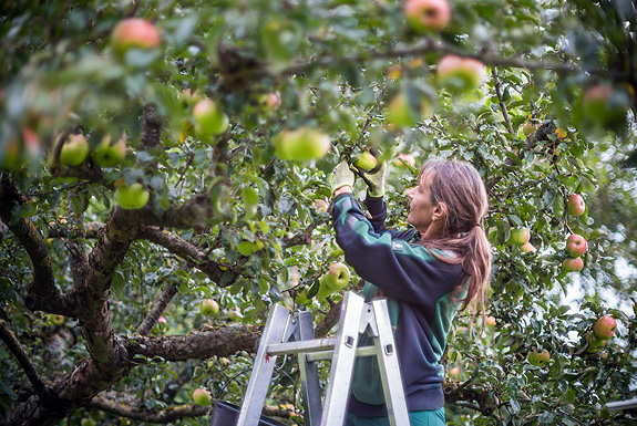Apple harvest