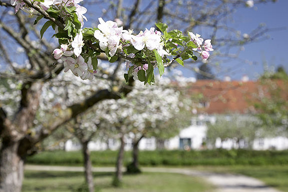 Blossoming fruit trees